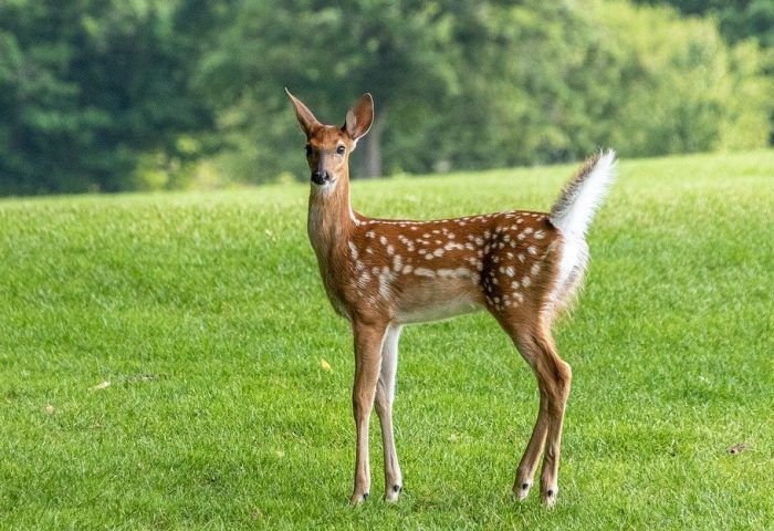 Spotted Deer in field